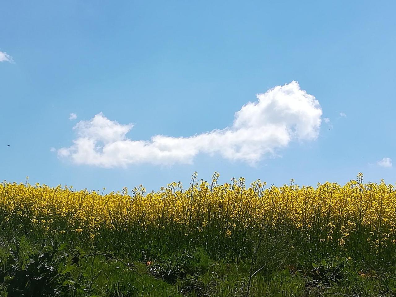 Agriturismo Il Riccio Монтиккьо Экстерьер фото